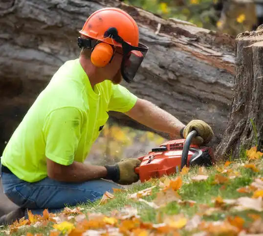 tree services Paxton